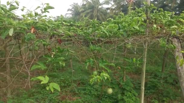 Scéna Kolem Farmy Passiflora Edulis Zemědělství — Stock video