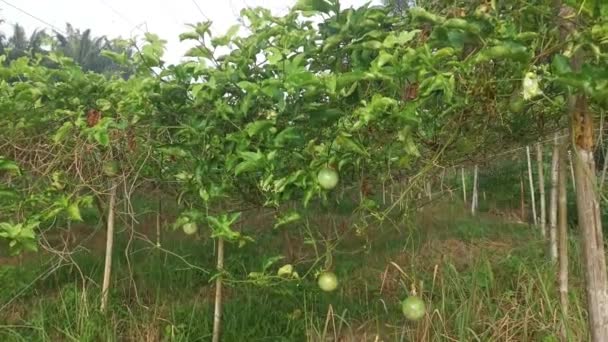 Scene Passiflora Edulis Agriculture Farm — Stockvideo