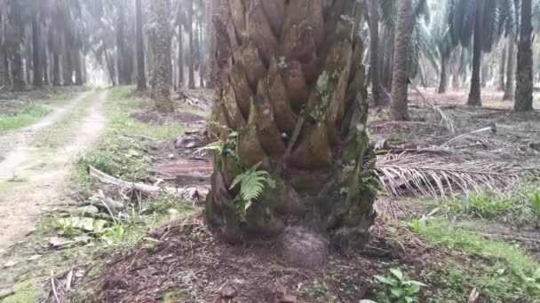 枯萎枯死的棕榈树矗立在池塘边 — 图库视频影像