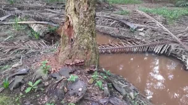 Decaying Dying Palm Tree Stood Pond — Video Stock
