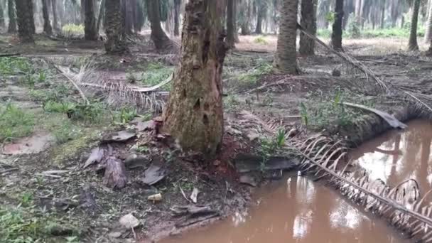Decaying Dying Palm Tree Stood Pond — Video Stock
