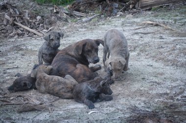 Çiftlikte yaşayan sokak köpeği ve yavruları..