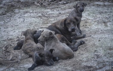 Çiftlikte yaşayan sokak köpeği ve yavruları..