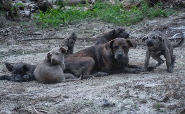 stray female dog with her puppies living at the farm.