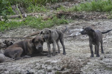 Çiftlikte yaşayan sokak köpeği ve yavruları..