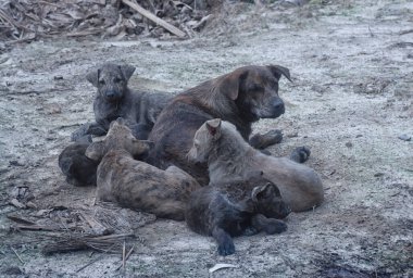 Çiftlikte yaşayan sokak köpeği ve yavruları..