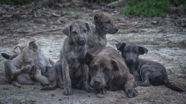 Çiftlikte yaşayan sokak köpeği ve yavruları..