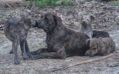 Çiftlikte yaşayan sokak köpeği ve yavruları..