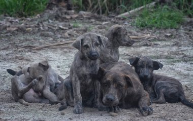 Çiftlikte yaşayan sokak köpeği ve yavruları..