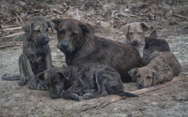 Çiftlikte yaşayan sokak köpeği ve yavruları..
