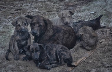 Çiftlikte yaşayan sokak köpeği ve yavruları..