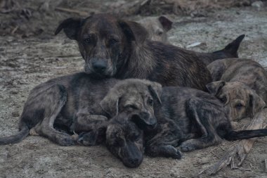 Çiftlikte yaşayan sokak köpeği ve yavruları..