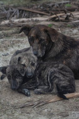 Çiftlikte yaşayan sokak köpeği ve yavruları..