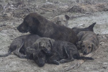 Çiftlikte yaşayan sokak köpeği ve yavruları..
