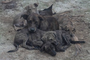 Çiftlikte yaşayan sokak köpeği ve yavruları..