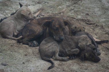 Çiftlikte yaşayan sokak köpeği ve yavruları..