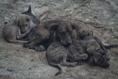 Çiftlikte yaşayan sokak köpeği ve yavruları..