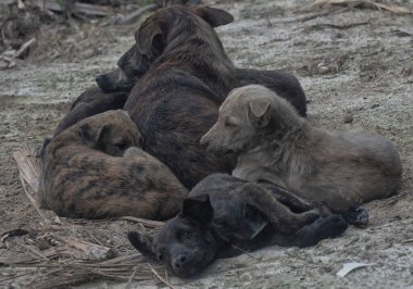 Çiftlikte yaşayan sokak köpeği ve yavruları..