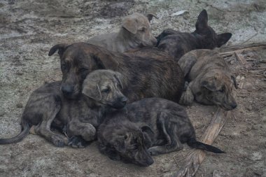 Çiftlikte yaşayan sokak köpeği ve yavruları..