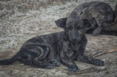 Çiftlikte yaşayan sokak köpeği ve yavruları..