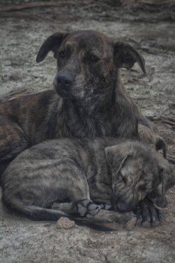 Çiftlikte yaşayan sokak köpeği ve yavruları..