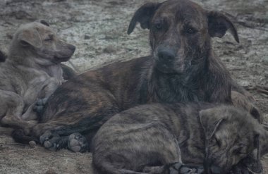 Çiftlikte yaşayan sokak köpeği ve yavruları..