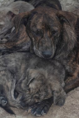 Çiftlikte yaşayan sokak köpeği ve yavruları..