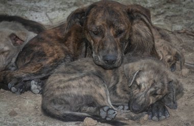 Çiftlikte yaşayan sokak köpeği ve yavruları..