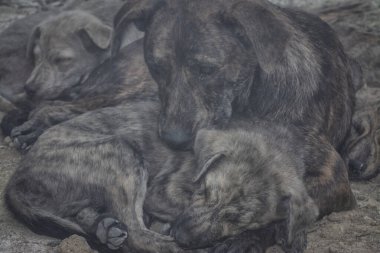 Çiftlikte yaşayan sokak köpeği ve yavruları..