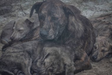Çiftlikte yaşayan sokak köpeği ve yavruları..
