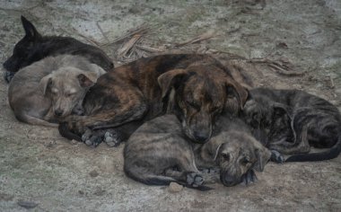 Çiftlikte yaşayan sokak köpeği ve yavruları..