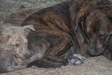 Çiftlikte yaşayan sokak köpeği ve yavruları..