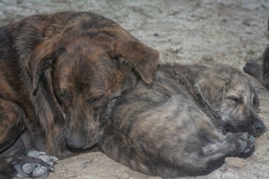 Çiftlikte yaşayan sokak köpeği ve yavruları..