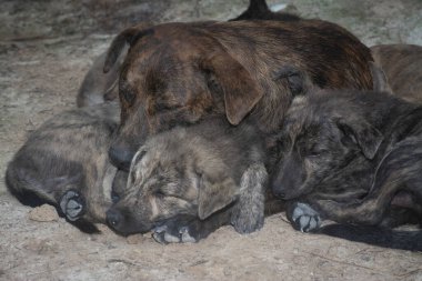 Çiftlikte yaşayan sokak köpeği ve yavruları..