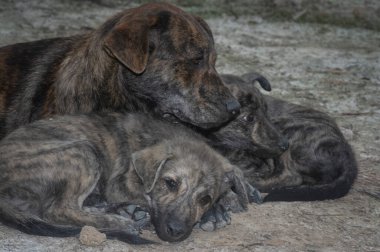 Çiftlikte yaşayan sokak köpeği ve yavruları..