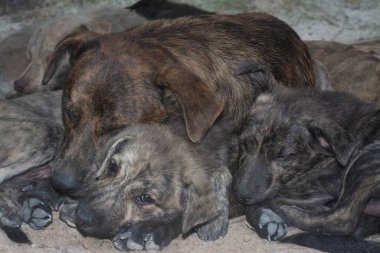 Çiftlikte yaşayan sokak köpeği ve yavruları..