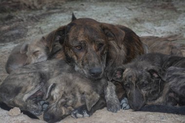 Çiftlikte yaşayan sokak köpeği ve yavruları..