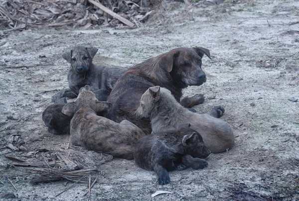 Çiftlikte yaşayan sokak köpeği ve yavruları..