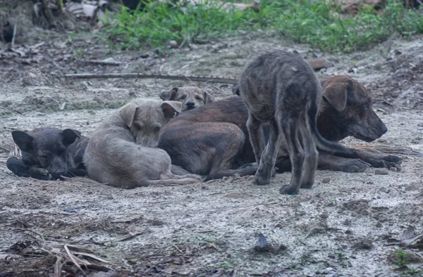 Çiftlikte yaşayan sokak köpeği ve yavruları..