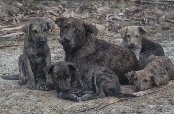 Çiftlikte yaşayan sokak köpeği ve yavruları..