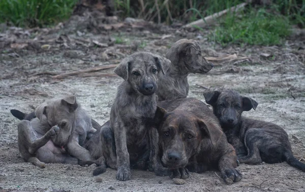 Çiftlikte yaşayan sokak köpeği ve yavruları..