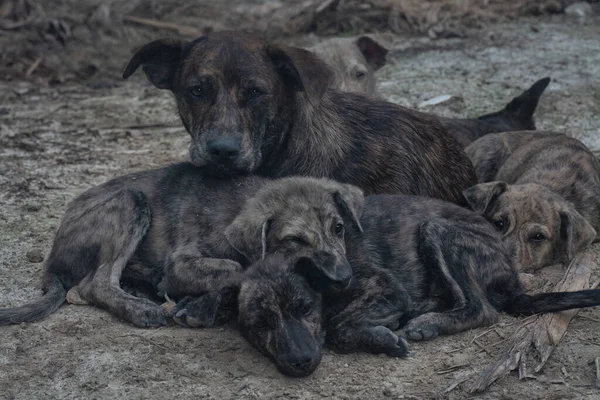 Çiftlikte yaşayan sokak köpeği ve yavruları..