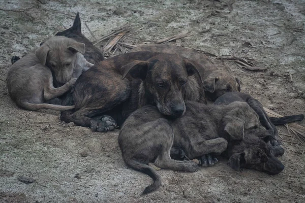 Çiftlikte yaşayan sokak köpeği ve yavruları..