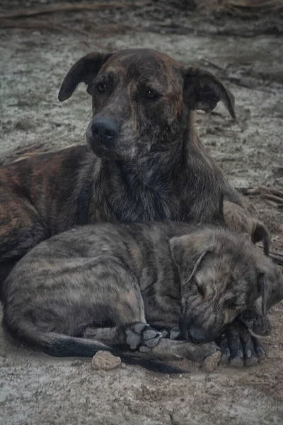 Stray Female Dog Her Puppies Living Farm — Foto de Stock