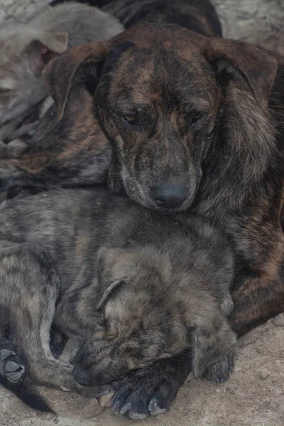 Çiftlikte yaşayan sokak köpeği ve yavruları..