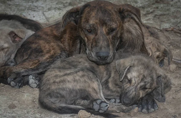 Çiftlikte yaşayan sokak köpeği ve yavruları..