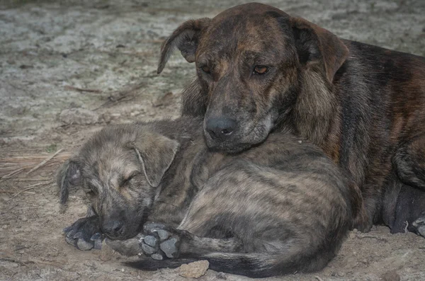 Αδέσποτο Θηλυκό Σκυλί Κουτάβια Της Που Ζουν Στη Φάρμα — Φωτογραφία Αρχείου