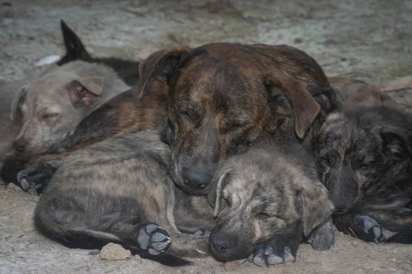 Stray Female Dog Her Puppies Living Farm —  Fotos de Stock