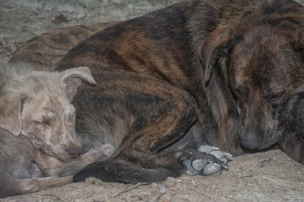 Çiftlikte yaşayan sokak köpeği ve yavruları..