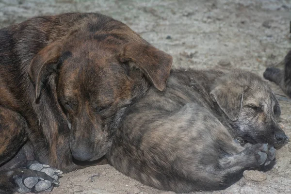 Çiftlikte yaşayan sokak köpeği ve yavruları..